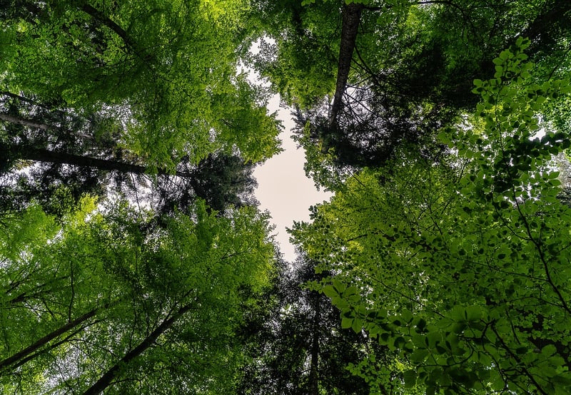 Green Leaves